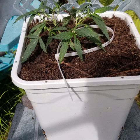 American Pie late clone  #1 growlog timeline photo