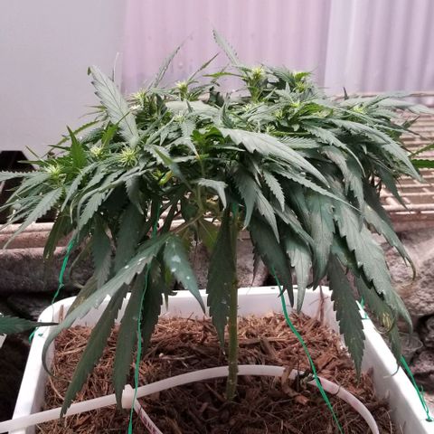 Cookies Kush Clone Sept 17, 2020 #1 growlog timeline photo