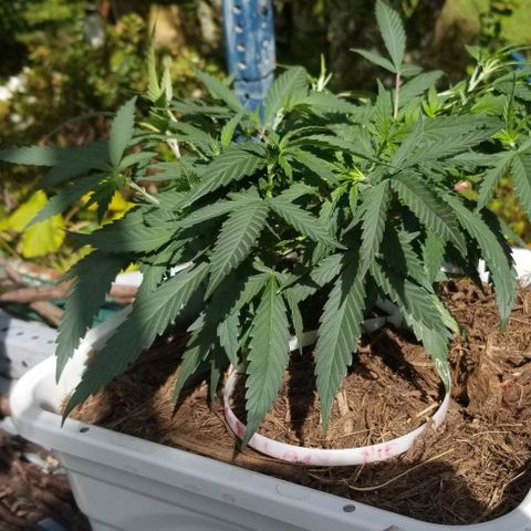 American Pie late clone  #1 growlog timeline photo
