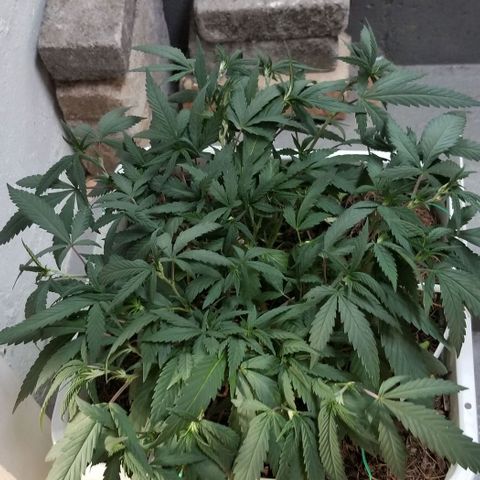 American Pie late clone  #1 growlog timeline photo