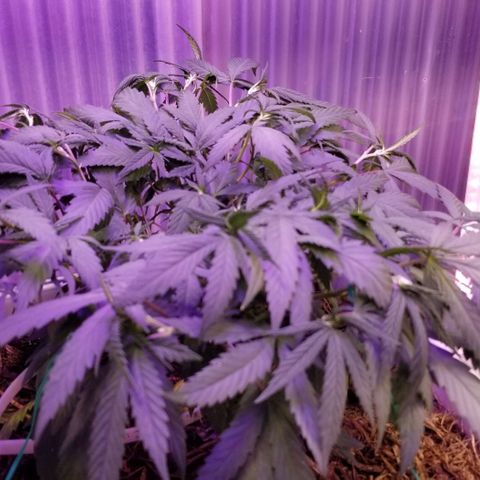 American Pie late clone  #1 growlog timeline photo