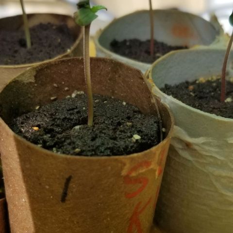 Super Kush January 2021 #1 growlog timeline photo