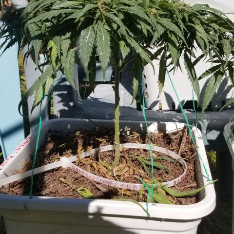 Cookies Kush Clone Sept 17, 2020 #1 growlog timeline photo