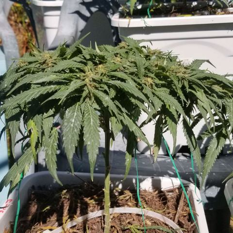 Cookies Kush Clone Sept 17, 2020 #1 growlog timeline photo