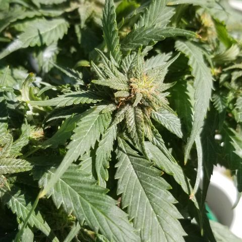 Cookies Kush Clone Sept 17, 2020 #1 growlog photo: Wishing buds were bigger, but I see amber trichomes 