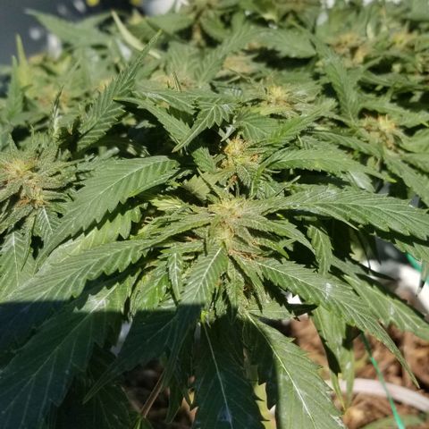 Cookies Kush Clone Sept 17, 2020 #1 growlog photo: Wishing buds were bigger, but I see amber trichomes 
