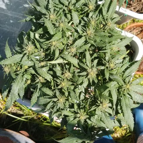 Cookies Kush Clone Sept 17, 2020 #1 growlog photo: Wishing buds were bigger, but I see amber trichomes 