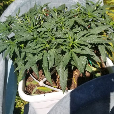 American Pie late clone  #1 growlog timeline photo