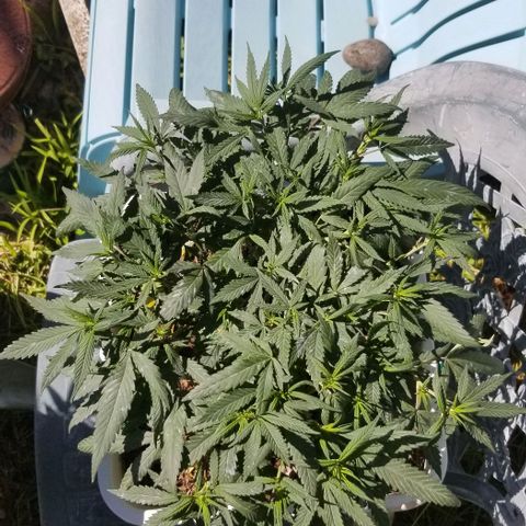 American Pie late clone  #1 growlog timeline photo