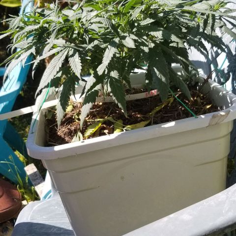 American Pie late clone  #1 growlog timeline photo