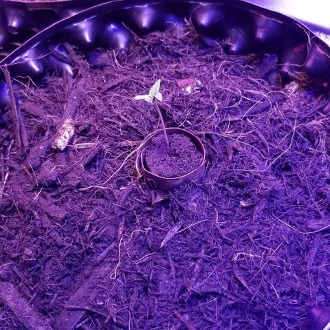 Super Kush January 2021 #1 growlog timeline photo