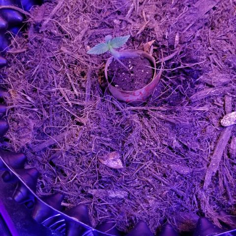 Super Kush January 2021 #1 growlog timeline photo