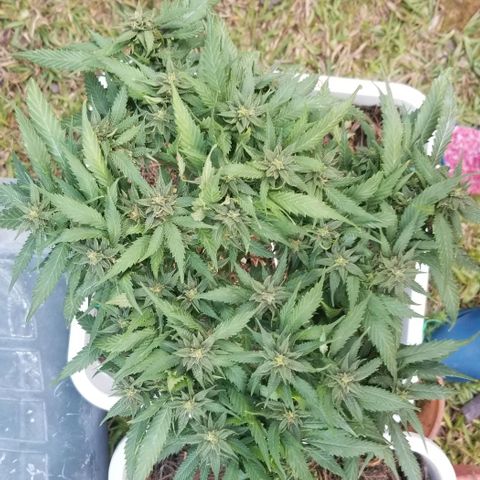 Cookies Kush Clone Sept 17, 2020 #1 growlog timeline photo