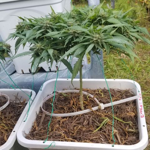 Cookies Kush Clone Sept 17, 2020 #1 growlog timeline photo