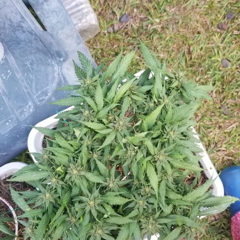 Cookies Kush Clone Sept 17, 2020 #1 growlog timeline photo