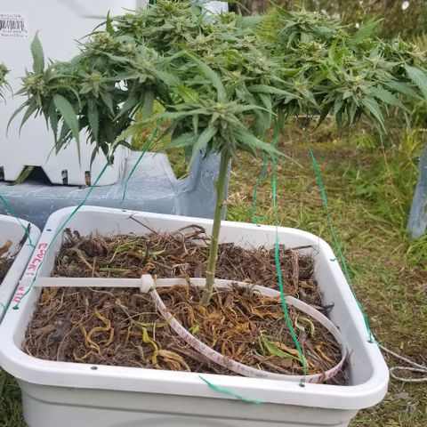 Cookies Kush Clone Sept 17, 2020 #1 growlog timeline photo
