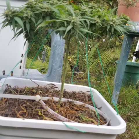 Cookies Kush Clone Sept 17, 2020 #1 growlog timeline photo