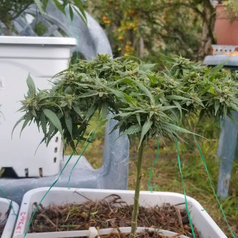 Cookies Kush Clone Sept 17, 2020 #1 growlog timeline photo