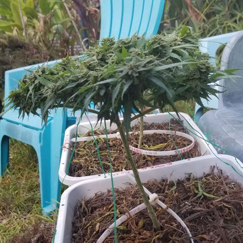 Cookies Kush Clone Sept 17, 2020 #1 growlog timeline photo
