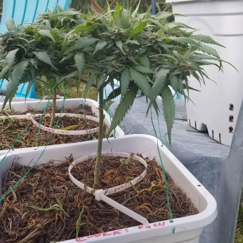 Cookies Kush Clone Sept 17, 2020 #1 growlog timeline photo