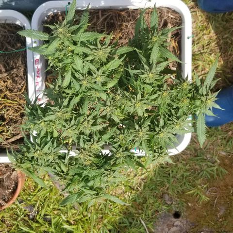 Cookies Kush Clone Sept 17, 2020 #1 growlog timeline photo