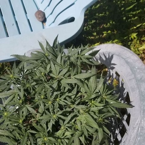 American Pie late clone  #1 growlog timeline photo
