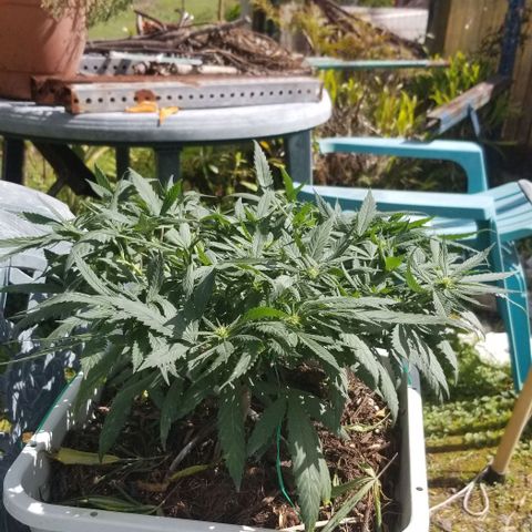American Pie late clone  #1 growlog timeline photo