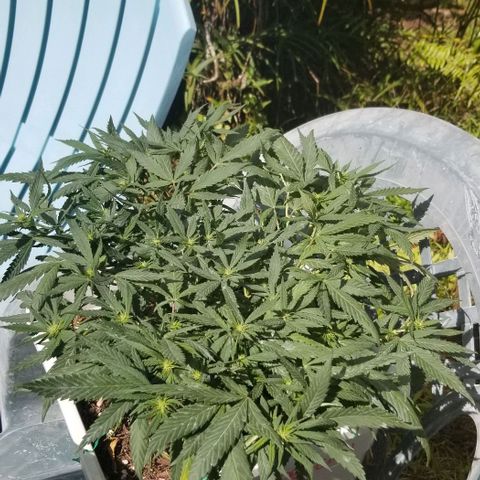 American Pie late clone  #1 growlog timeline photo
