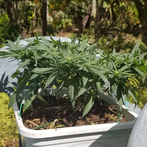 American Pie late clone  #1 growlog timeline photo