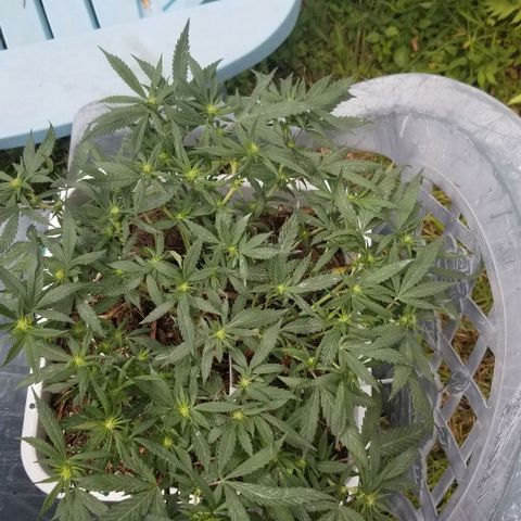 American Pie late clone  #1 growlog timeline photo