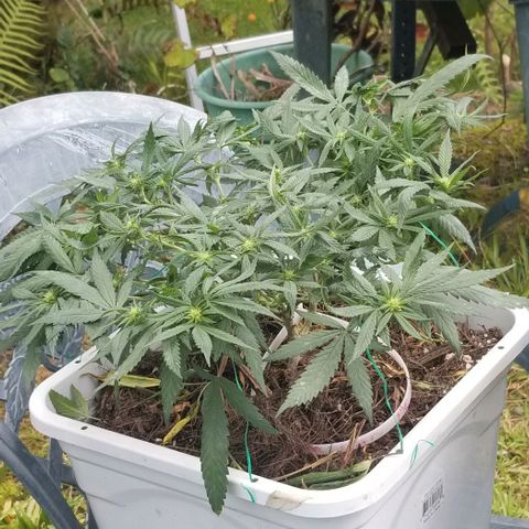 American Pie late clone  #1 growlog timeline photo