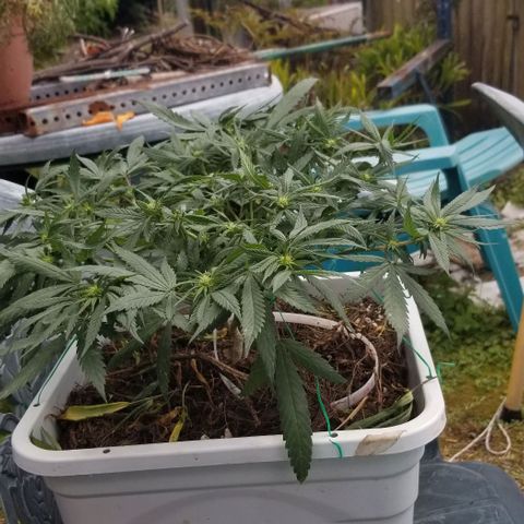 American Pie late clone  #1 growlog timeline photo