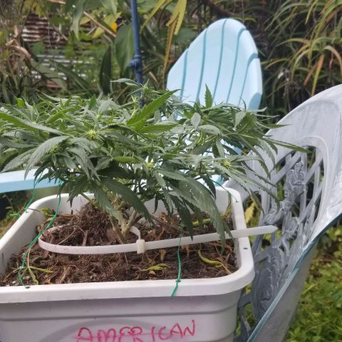 American Pie late clone  #1 growlog timeline photo