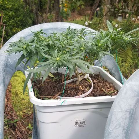 American Pie late clone  #1 growlog timeline photo