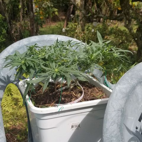 American Pie late clone  #1 growlog timeline photo