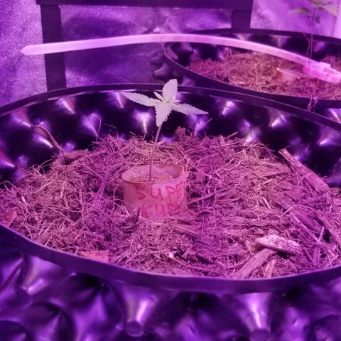 Super Kush January 2021 #1 growlog timeline photo