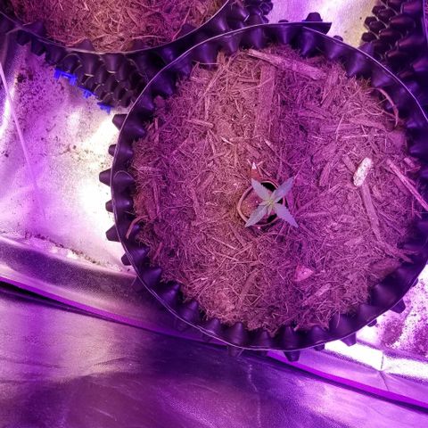 Super Kush January 2021 #1 growlog timeline photo