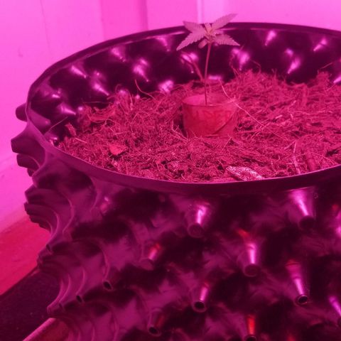 Super Kush January 2021 #1 growlog timeline photo