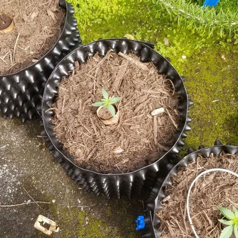 Super Kush January 2021 #1 growlog timeline photo
