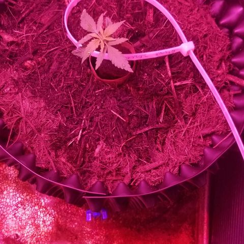 Super Kush January 2021 #1 growlog timeline photo