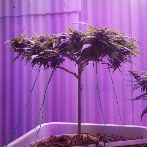 Cookies Kush Clone Sept 17, 2020 #1 growlog timeline photo