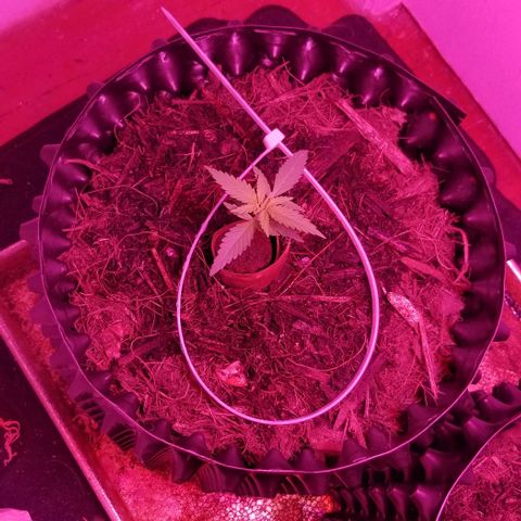 Super Kush January 2021 #1 growlog timeline photo