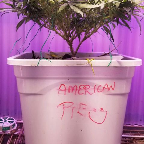 American Pie late clone  #1 growlog timeline photo