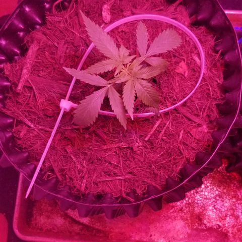 Super Kush January 2021 #1 growlog timeline photo