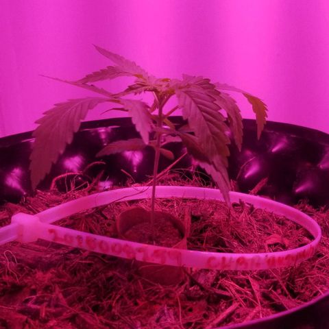 Super Kush January 2021 #1 growlog timeline photo