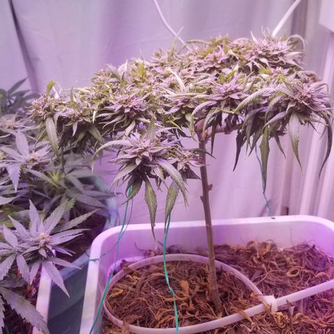 Cookies Kush Clone Sept 17, 2020 #1 growlog photo: Harvest day. 