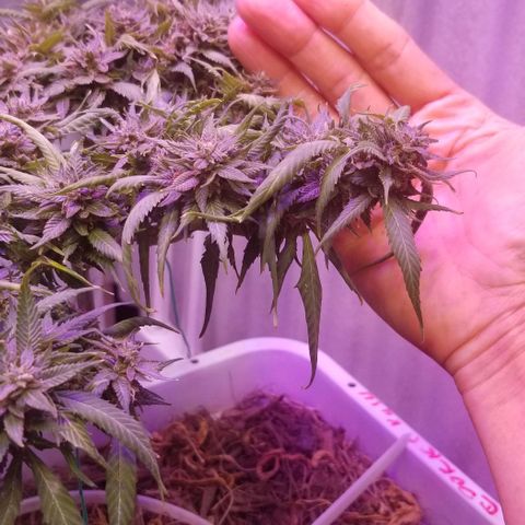 Cookies Kush Clone Sept 17, 2020 #1 growlog photo: She's dry, because I stopped watering a few days ago.  Gonna wash away the dead aphids after harvest. 