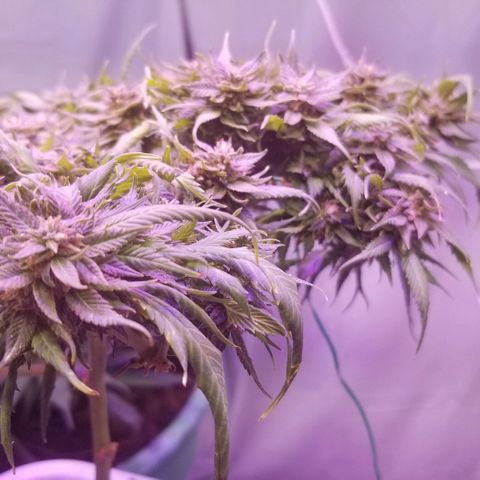 Cookies Kush Clone Sept 17, 2020 #1 growlog photo: She's dry, because I stopped watering a few days ago.  Gonna wash away the dead aphids after harvest. 