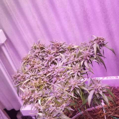 Cookies Kush Clone Sept 17, 2020 #1 growlog photo: She's dry, because I stopped watering a few days ago.  Gonna wash away the dead aphids after harvest. 