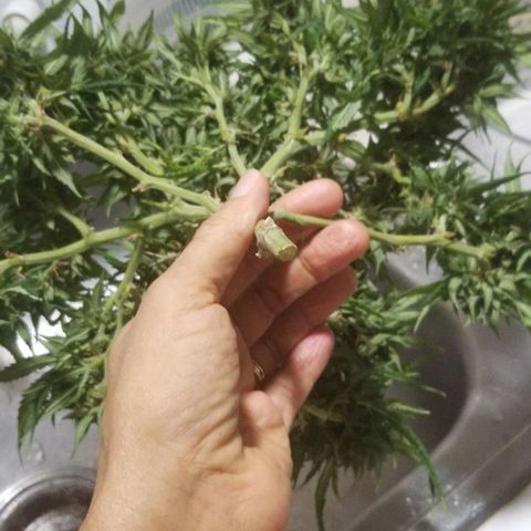 Cookies Kush Clone Sept 17, 2020 #1 growlog timeline photo